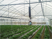 Vegetable greenhouse 