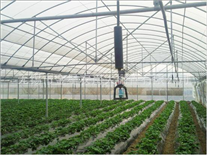Vegetable greenhouseVegetable greenhouse