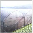 Vegetable greenhouse 